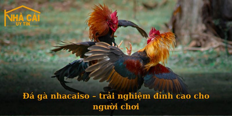 Đá gà nhacaiso – trải nghiệm đỉnh cao cho người chơi
