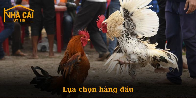 Vì sao đá gà Nhà Cái Số là lựa chọn hàng đầu?