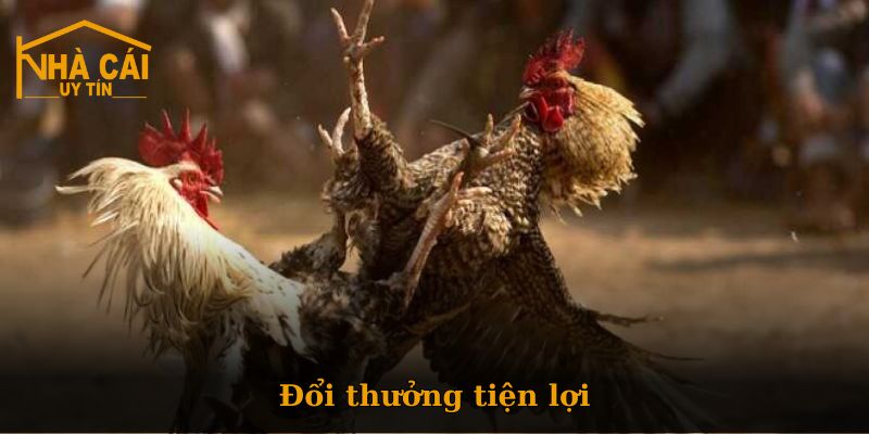 Đá gà – sự chuyển mình của trò chơi truyền thống